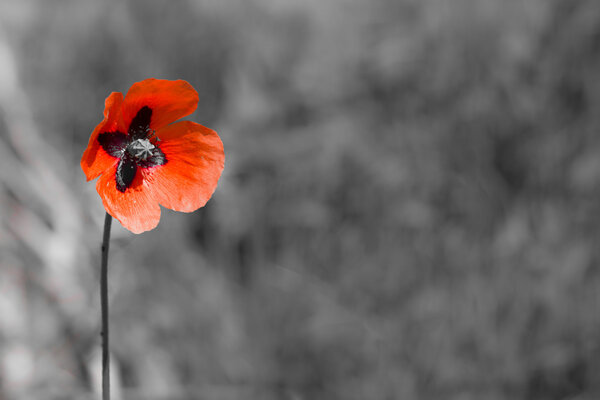 Poppy flower with abstract black and white background