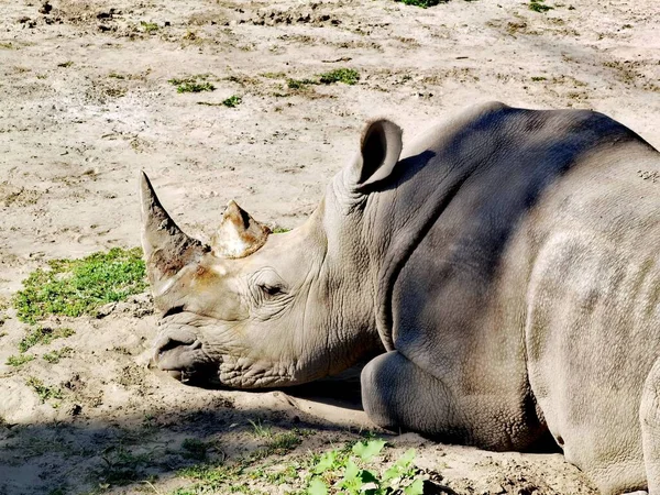 Rhino Wild — Stock Photo, Image