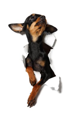 Köpek oyuncak korkunç