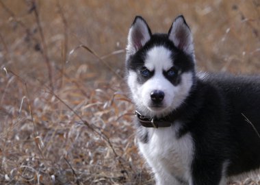 Sibirya husky yavrusu