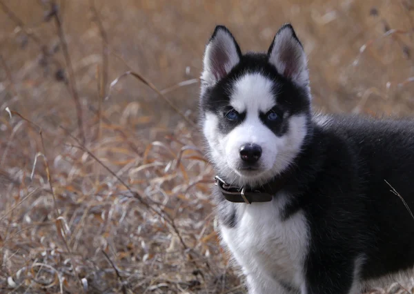 Siberian husky szczeniaka — Zdjęcie stockowe