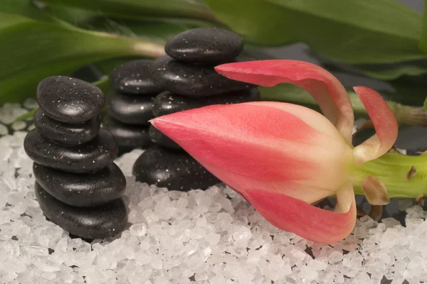 Spa still life, pebbles and flower