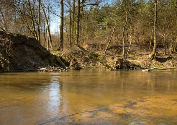 Foto del río que fluye a través del bosque — Foto de Stock