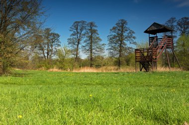 Bahar çayır çiçek açan kır çiçekleri ile