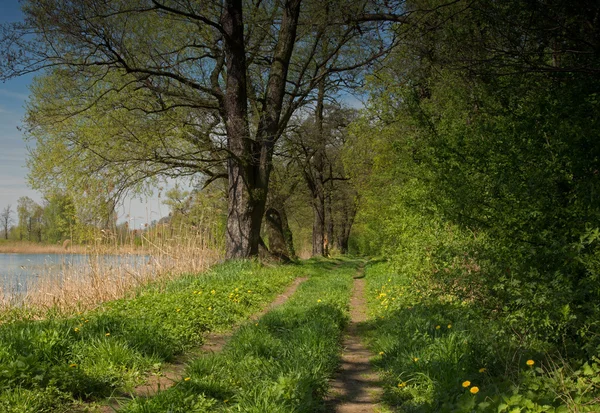 Patikadan gölün bahar tarafından