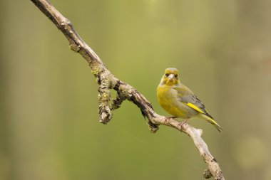 Greenfinch (Chloris chloris)