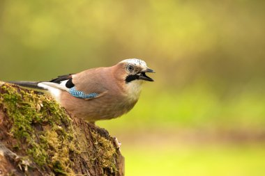 Jay bir ağaç gövdesi (Garrulus glandarius)