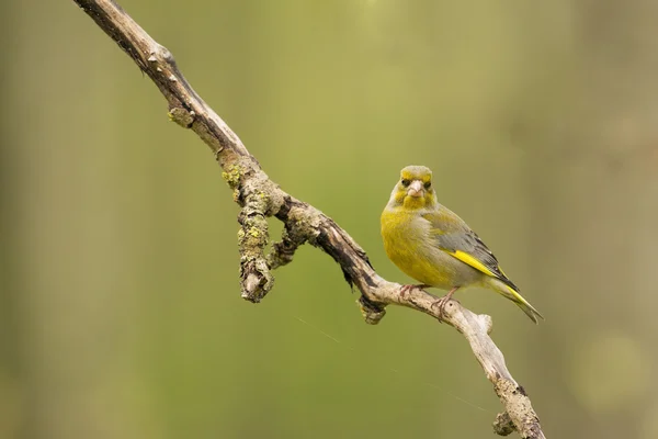 Greenfinch (Chloris chloris) — Stock Photo, Image