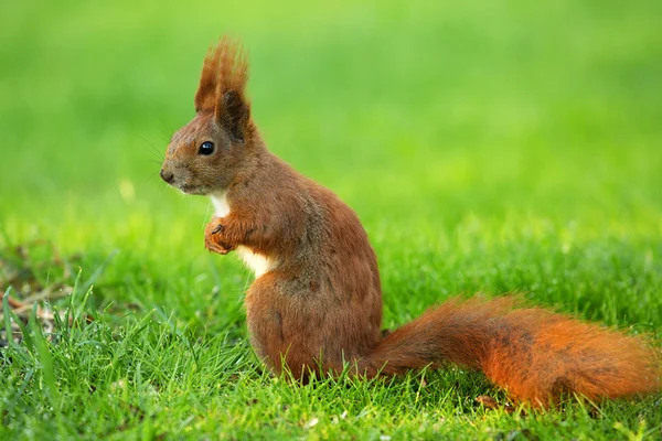 Squirrel (Sciurus vulgaris) left side — Stock Photo, Image