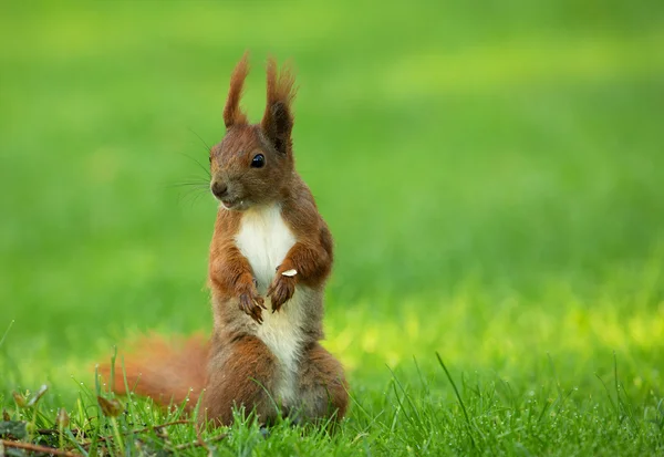 Squirrel (Sciurus vulgaris) stands upright — Stock Photo, Image