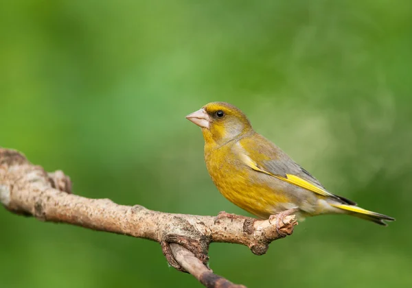 Florya (Chloris chloris erkek)