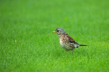 Fieldfare (Turdus pilaris) çim