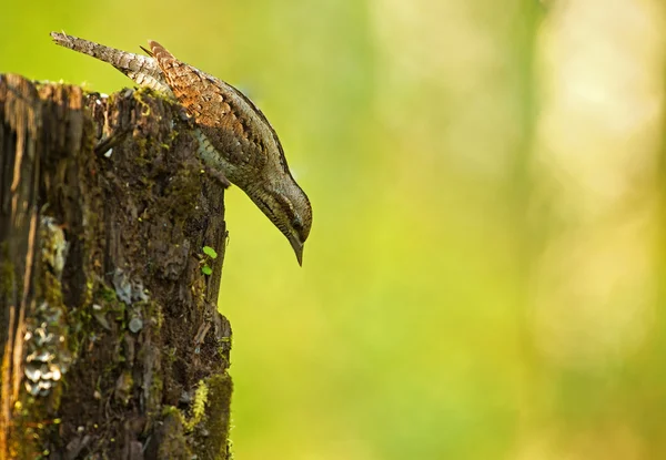 Wryneck (Jynx torquilla) nézett le — Stock Fotó