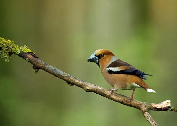 Hawfinch  (Coccothraustes coccothraustes) on a dry branch — Stock Photo, Image