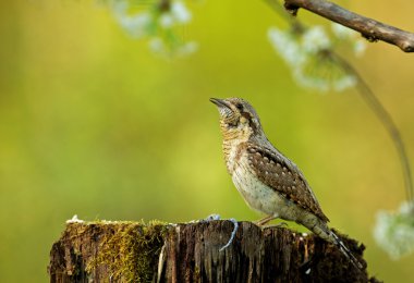 Boyunburan (Jynx torquilla) bir ağaç gövdesi üzerinde