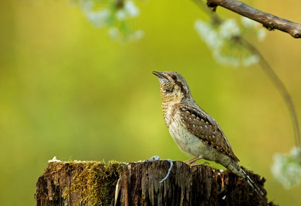 Boyunburan (Jynx torquilla) bir ağaç gövdesi üzerinde