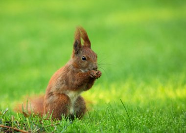 Tohumları yemek sincap (Sciurus vulgaris)