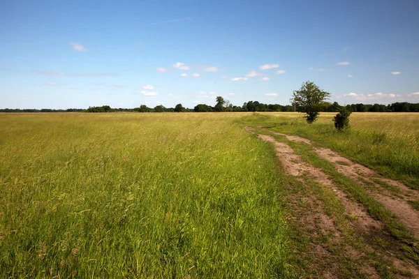 Landscape with dirt road among the green meadows Stock Image