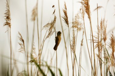 Great reed warbler ( Acrocephalus arundinaceus) sitting on reed clipart