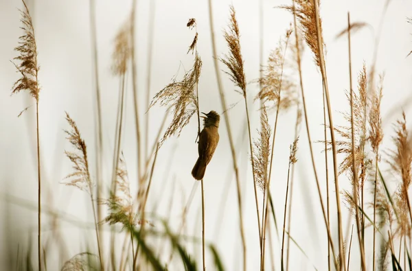 Reed üzerinde oturan büyük kamışçın (Acrocephalus arundinaceus)