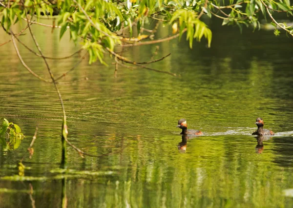 Black-necked grebe (Podiceps nigricollis) on a pond in the morni — Stock Photo, Image