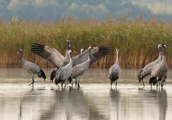Cranes (Grus grus) at dawn on the lake,autumn — Stock Photo, Image