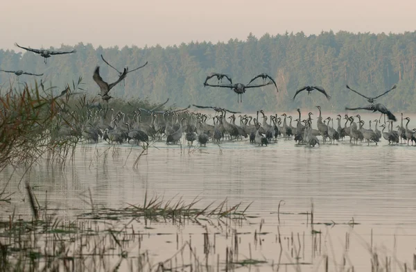 Kraniche (grus grus) beim Herbsttreffen Stockbild