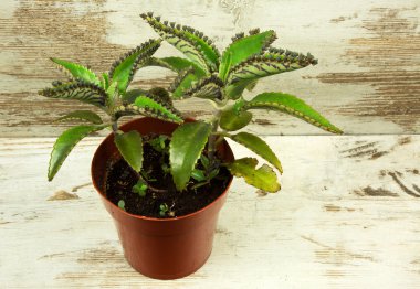 Bryophyllum daigremontianum ahşap tablo