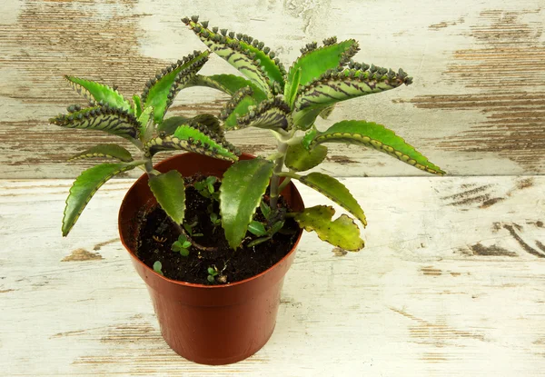 Bryophyllum daigremontianum on wooden table — Stock Photo, Image