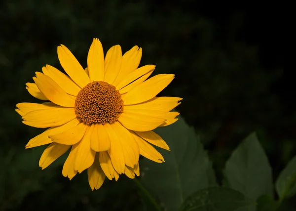Flor amarilla de Rudbeckia (Herbácea ) — Foto de Stock