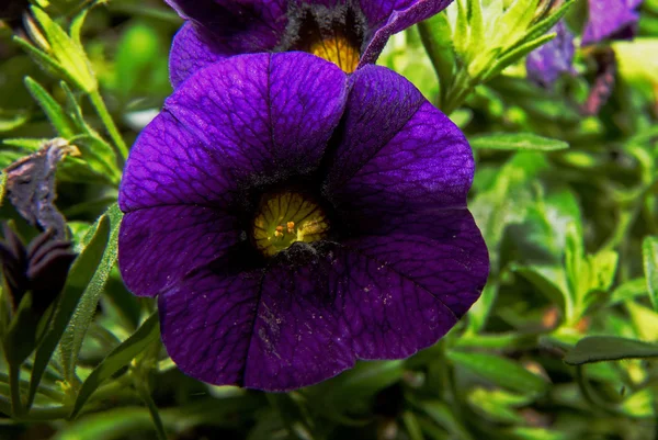 Surfinia (Petunien) Blume im Garten — Stockfoto