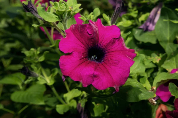 Flor de Surfinia gigante púrpura — Foto de Stock