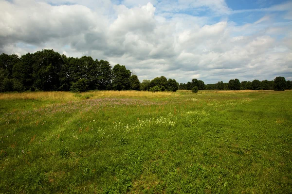 Bir çayır ve çiçeklerle yaz aylarında güzel manzara