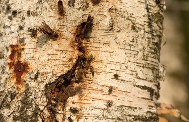 Huş ağacı suyu içme böcekler