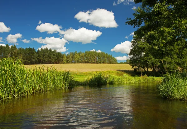 Summer landscape with wild river under blue sky — Stock Photo, Image