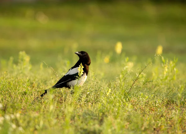 Magpie (Pica pica) em um prado de verão — Fotografia de Stock