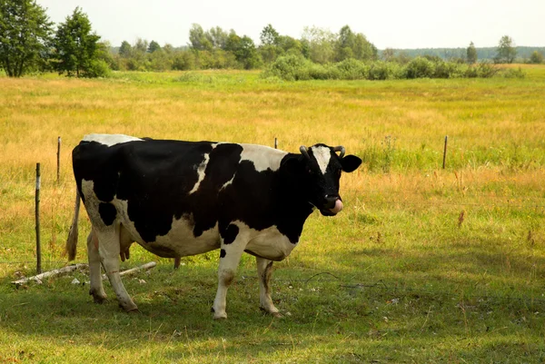 Krów holsztyńsko-fryzyjskiej na łące w lecie — Zdjęcie stockowe