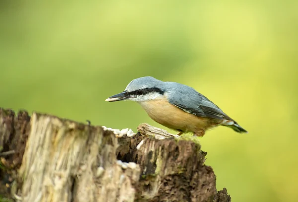 Brhlík lesní (Sitta europea) na kmen stromu — Stock fotografie