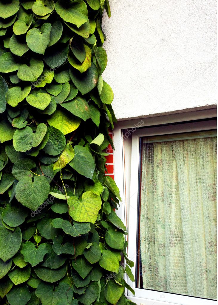 Wall house window overgrown with ivy