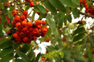 Rowan meyve yaz aylarında bir ağaç üzerinde