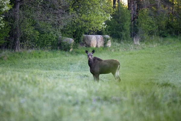 Early May Morning Female Moose Alces Alces Stands Mid Forest — Foto Stock