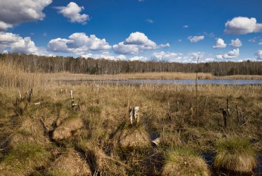 Parıldayan göl yüzeyiyle birlikte bahar bataklıkları, güzel güneşli bir günde, mavi bir gökyüzünün altında, beyaz bulutlarla birlikte. Poland.Poland. 'da ilkbaharın başlarında..