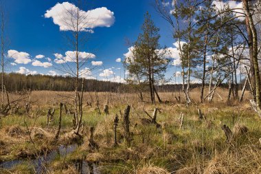 Güzel güneşli bir sabahta, beyaz bulutların altında mavi gökyüzü olan bir bataklıkta büyüyen huş ağacı ve çam ağaçları. Poland.Yatay görünüm.