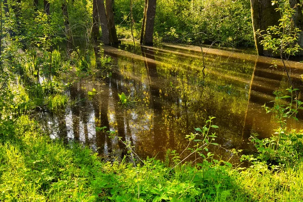 Reflejo Árboles Cielo Agua Estanque Forestal Entre Árboles Verdes Temprano — Foto de Stock