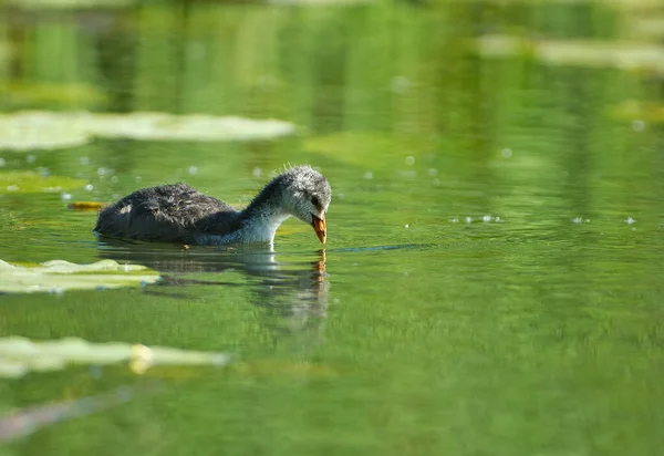 Old Coot Chick Fuloca Atra Swimming Pond Spring June Day — Stock Photo, Image