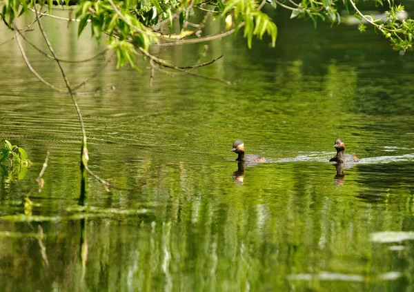 Paar Schwarzhalstaucher Oder Ohrentaucher Podiceps Nigricollis Schwimmt Auf Dem Teich — Stockfoto