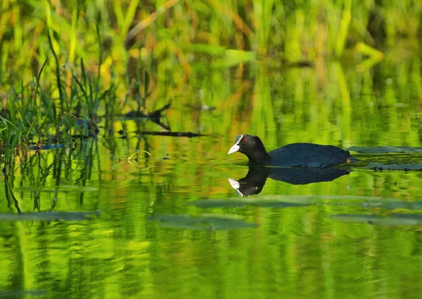 Eurasian Coot Fulica Atra Flowing Green Reeds Aquatic Vegetation Spring — Stock Photo, Image