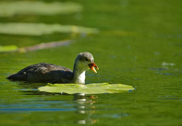 Old Coot Chick Fuloca Atra Swimming Pond Spring June Day — Stock Photo, Image