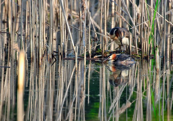 Zwei Haubentaucher Podiceps Cristatus Auf Ihrem Nest Versteckt Schilfrand Frühling — Stockfoto