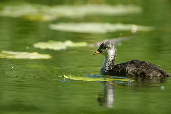 Old Coot Chick Fuloca Atra Swimming Pond Spring June Day — Stock Photo, Image